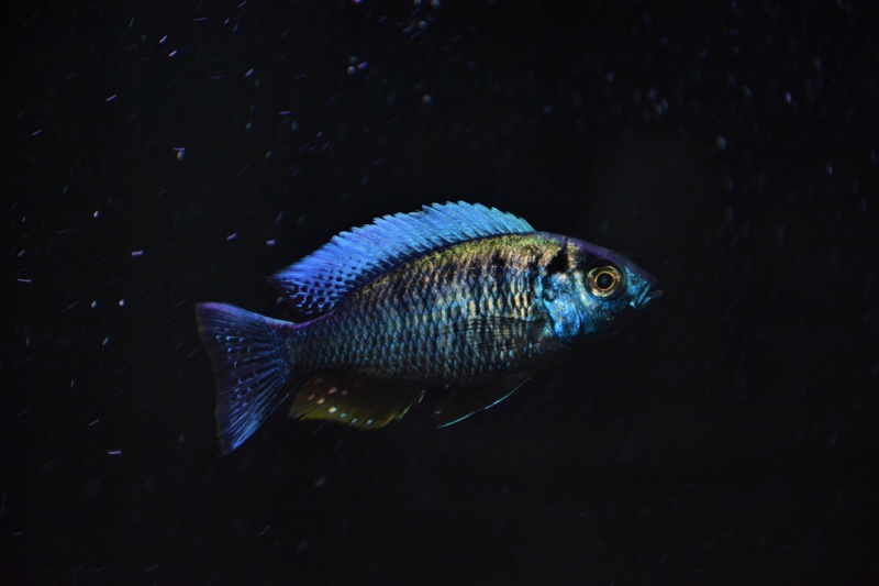 Copadichromis chrysonotus